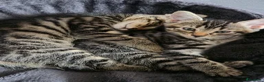 Mixed Breed 2