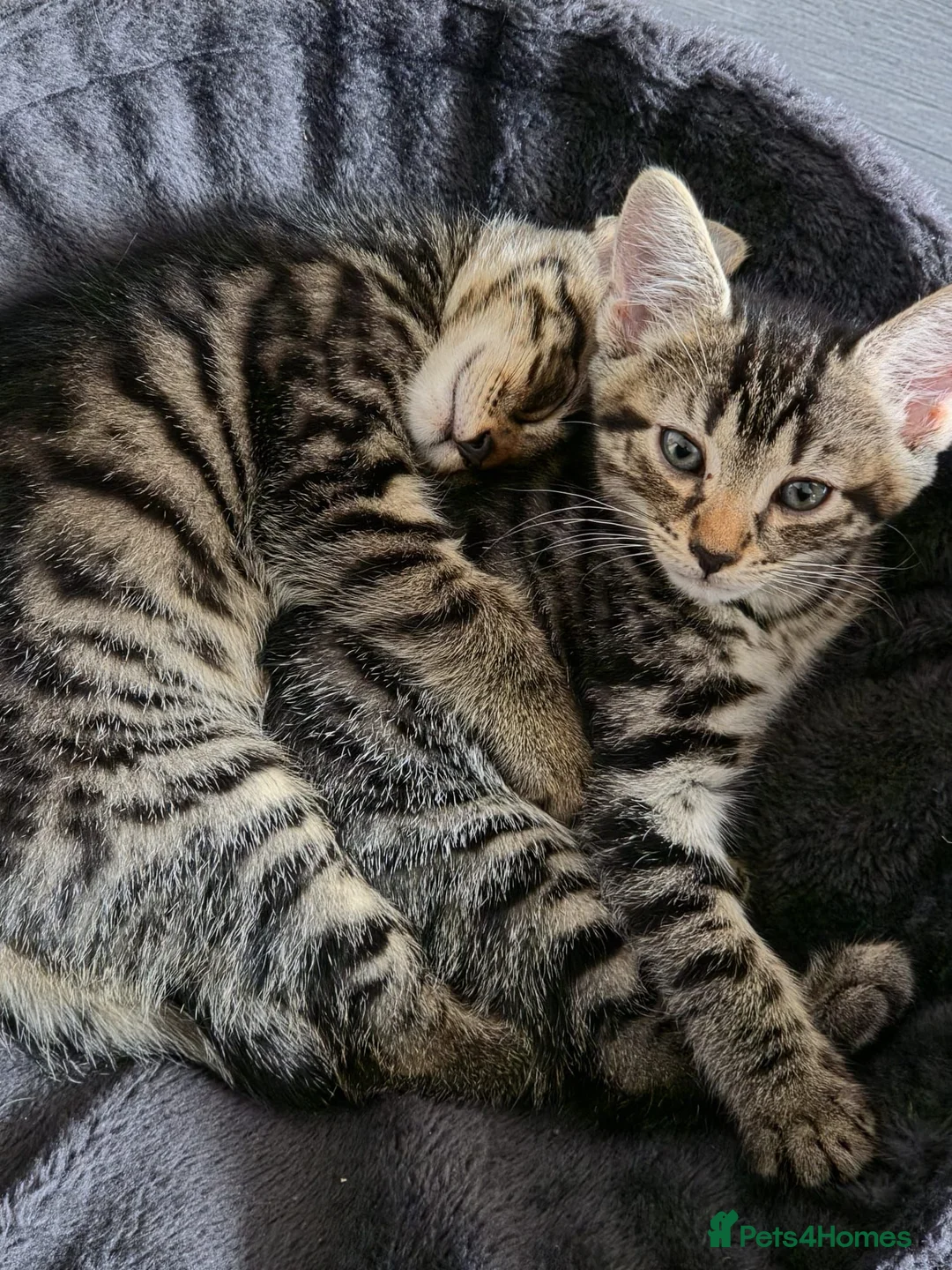 Mixed Breed cats for sale: 2 Male Tabby Kittens - Advert 2