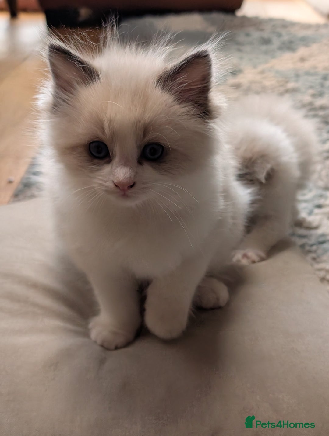 Ragdoll cats for sale: Gorgeous Ragdoll Kittens  - Advert 4