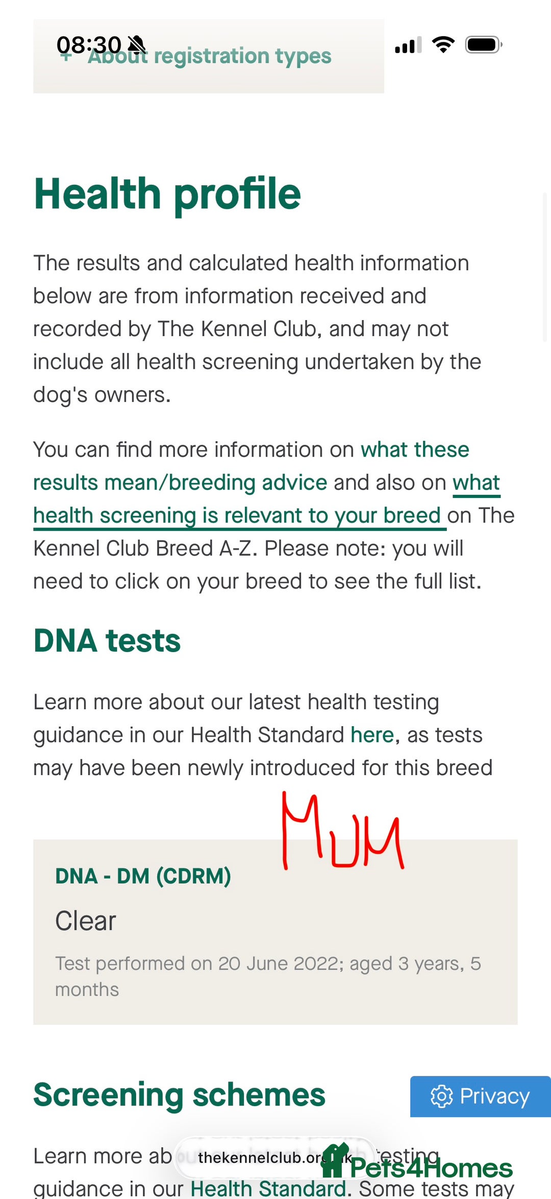 German Shepherd dogs for sale: Stunning Working line German Shepherd - Advert 25