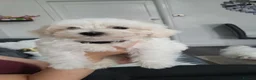 Maltese dogs for sale:  Beautiful Maltese Puppies Looking Loving Homes  - Advert 7
