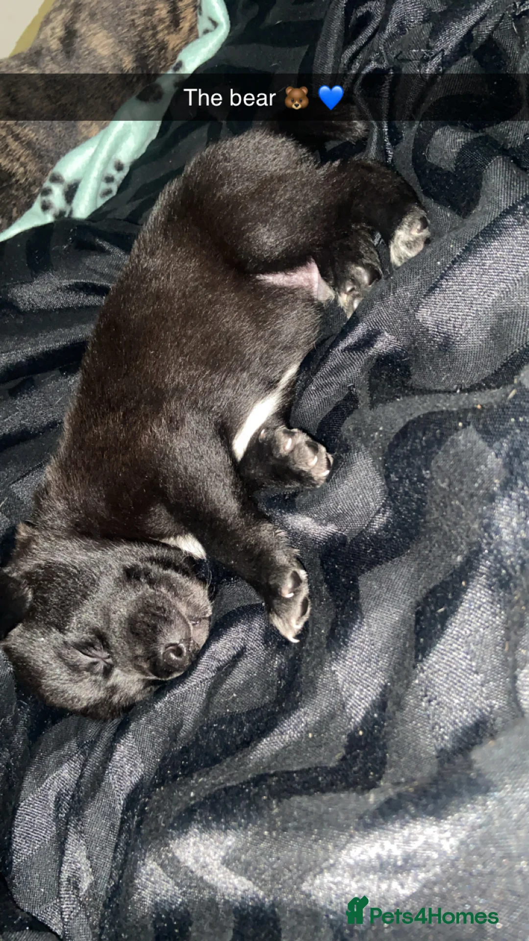 Mixed Breed dogs for sale: Whippet bull malinois X Malinois  - Advert 6