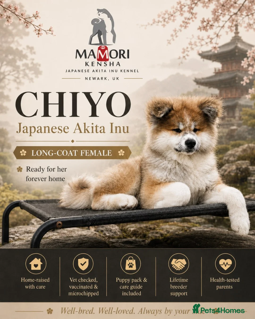 Akita dogs for sale: RKC Long-coat female - Advert 1