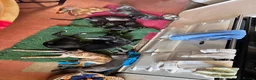 Mixed Breed dogs for sale: Whippet x 1/4 lurcher puppies for sale. - Advert 4
