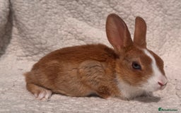 Rex rabbits for sale: STUNNING VIENNA MINI REX BABIES - Image 7