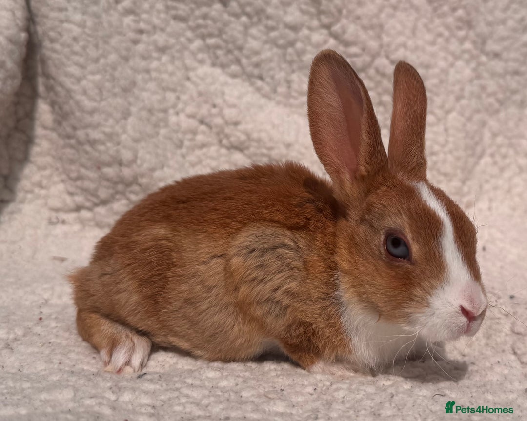 Rex rabbits for sale: STUNNING VIENNA MINI REX BABIES - Image 7