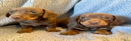 Miniature Dachshund dogs for sale: STUNNING SMOOTH HAIR MINI DACHSHUND PUPPIES  - Advert 12