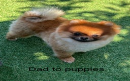 Pomeranian dogs for sale: Boy Pomeranians  - Advert 8