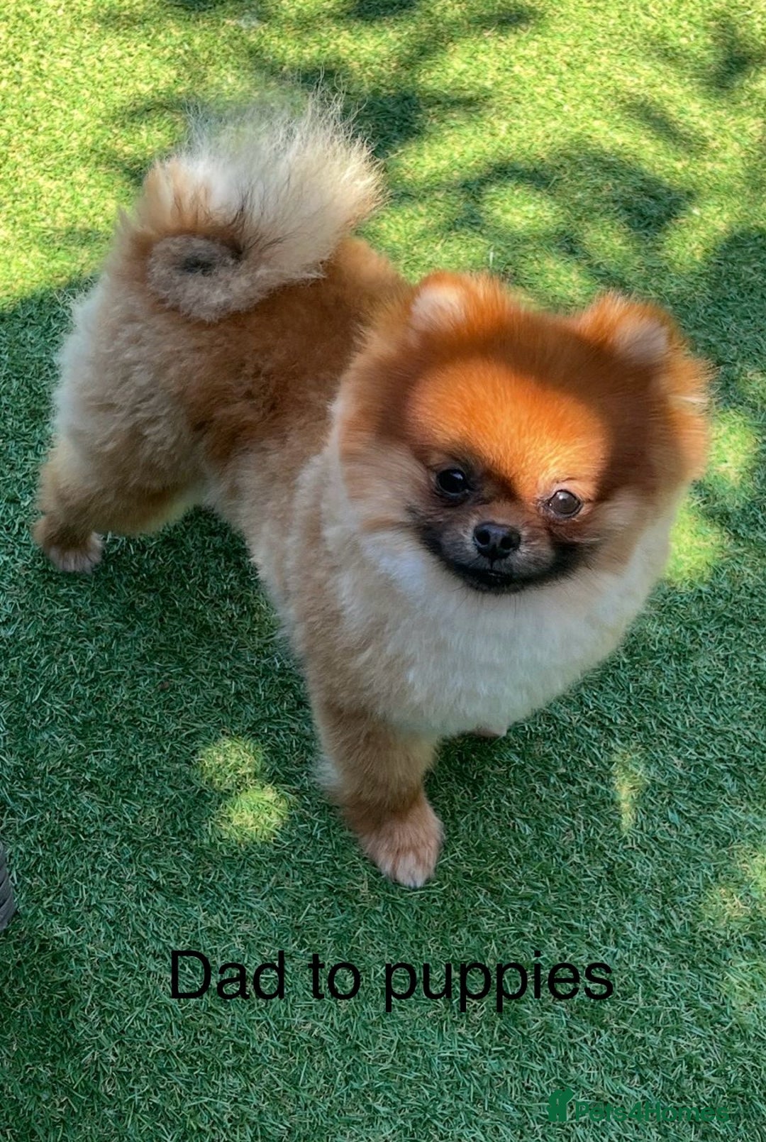 Pomeranian dogs for sale: Boy Pomeranians  - Advert 8