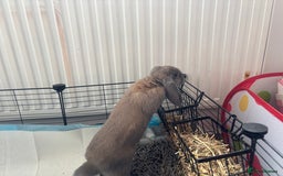 Mini Lop rabbits for sale: Adorable Mini Lop Bunny (vaccinated) - Image 4