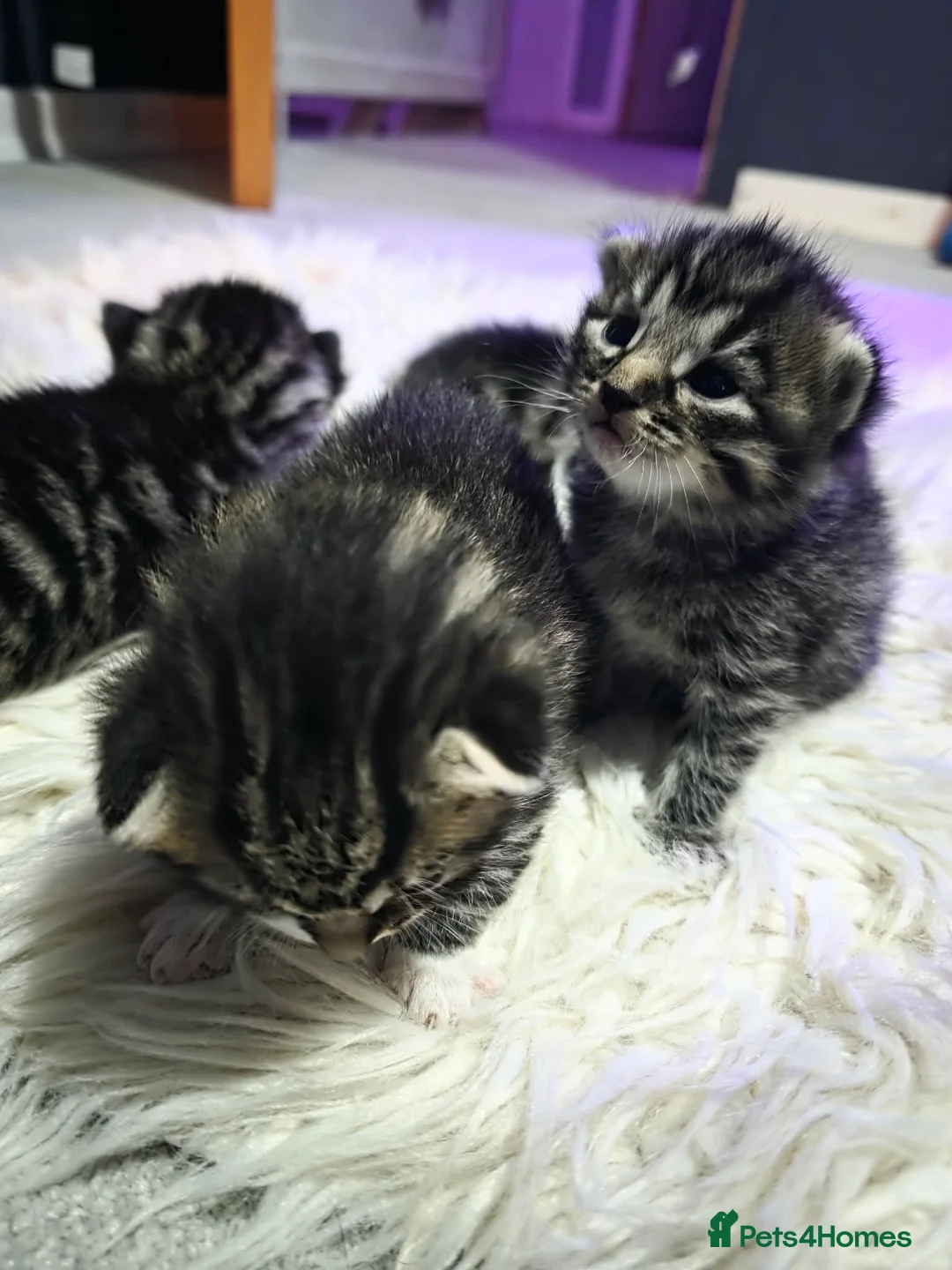 Mixed Breed cats for sale: 4 bengal x kittens 3 boys 1 girl  - Advert 1