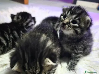 Mixed Breed cats 4 bengal x kittens 3 boys 1 girl - Advert 10