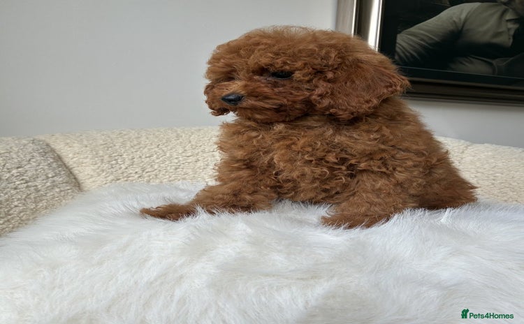 Cockapoo dogs - Advert 1