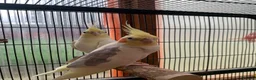 Cockatiels birds for sale: Cockatiel Pair for Sale Complete Setup Included in Luton - Advert 2