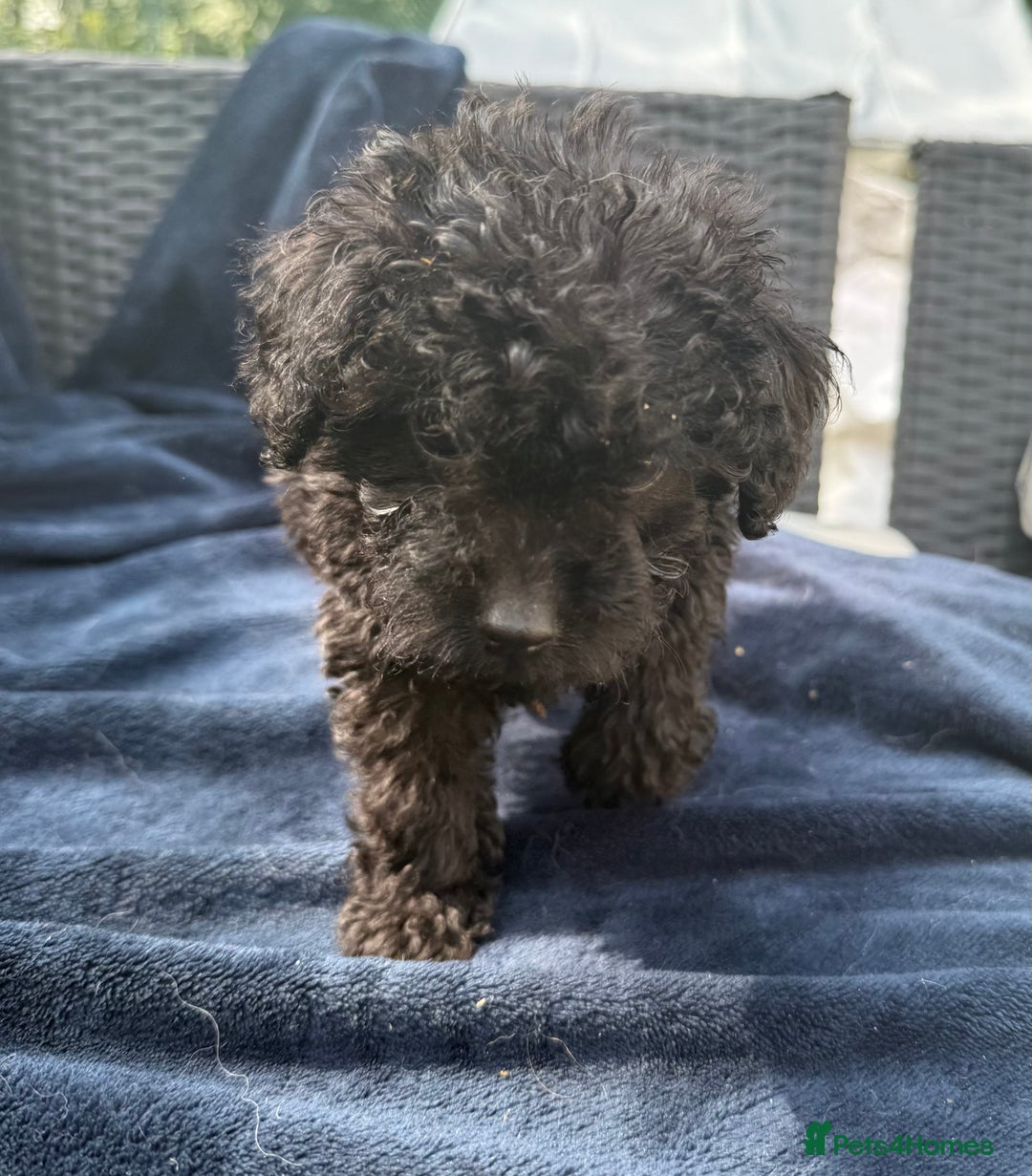 Mixed Breed dogs for sale: Cockerpoo cross puppies - Image 7