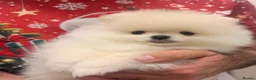 Pomeranian dogs for sale: 2 Beautiful Pomeranian Boys  - Advert 9