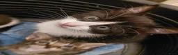 Mixed Breed cats for sale: Lovely home reared kittrns for sale - Advert 8