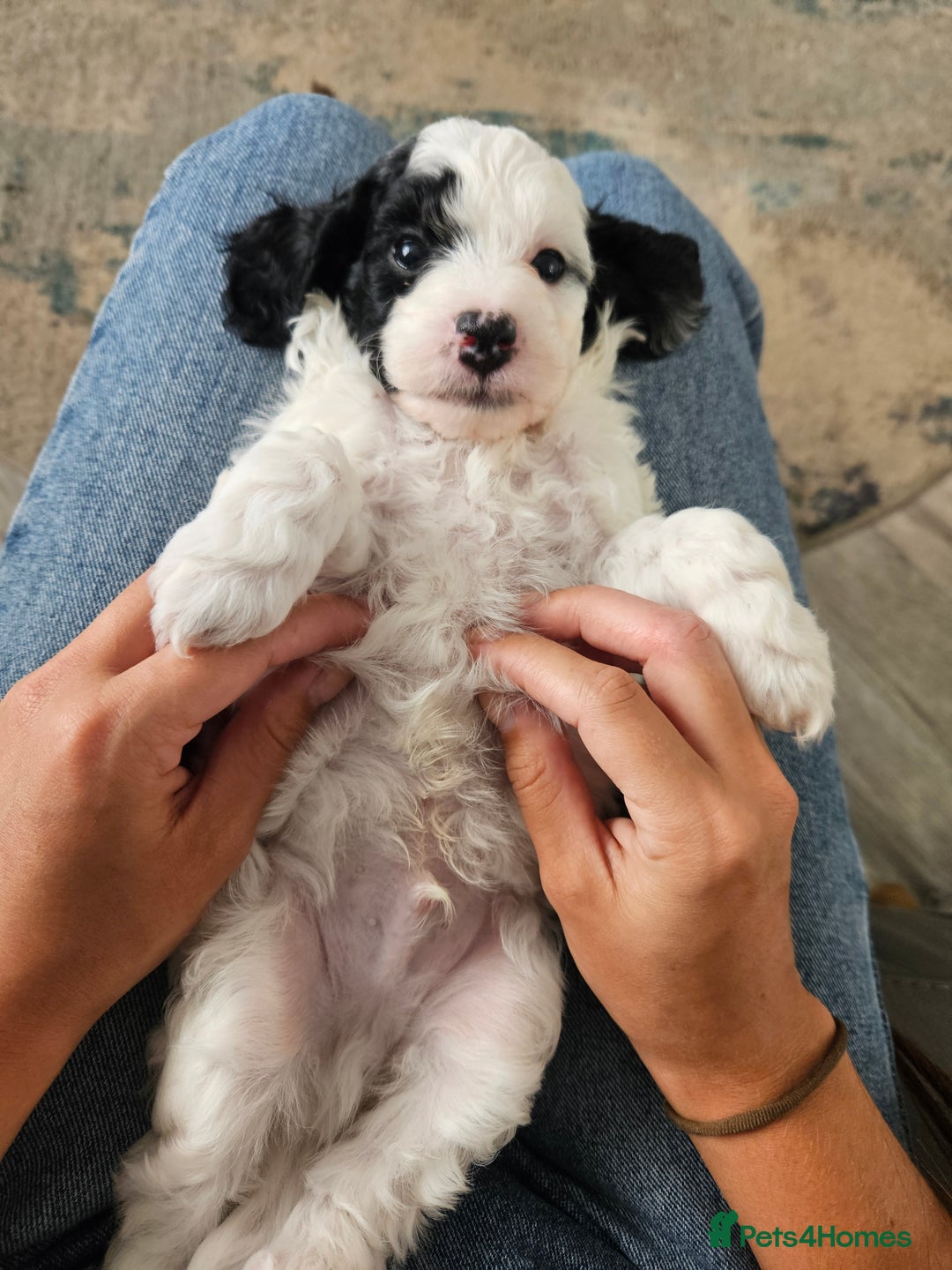 Cockapoo dogs for sale: Lyn Marie Pressley  - Image 6