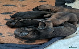 Border Terrier dogs for sale: Home bred border terrier pups - Image 4