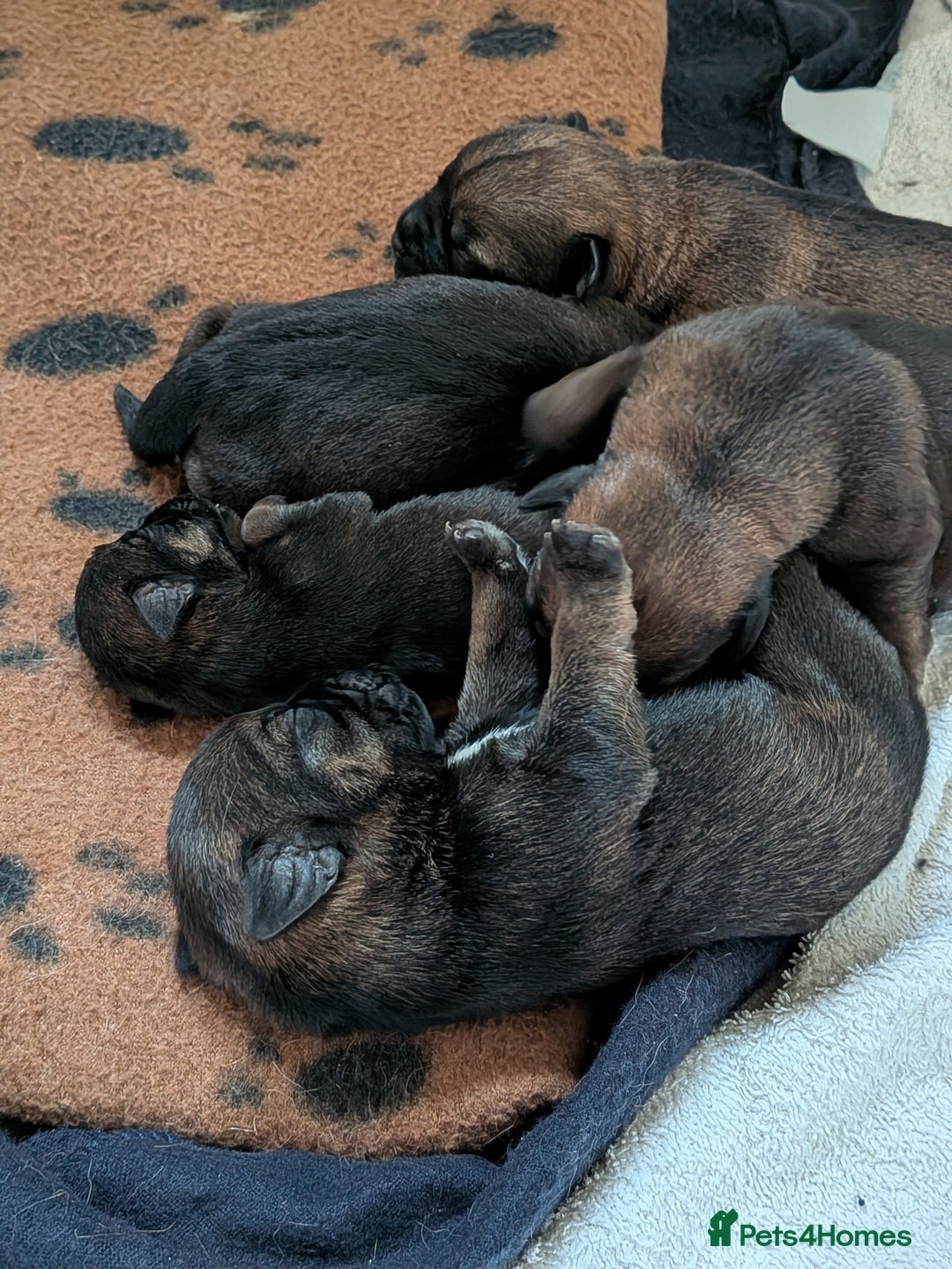 Border Terrier dogs for sale: Home bred border terrier pups - Image 4