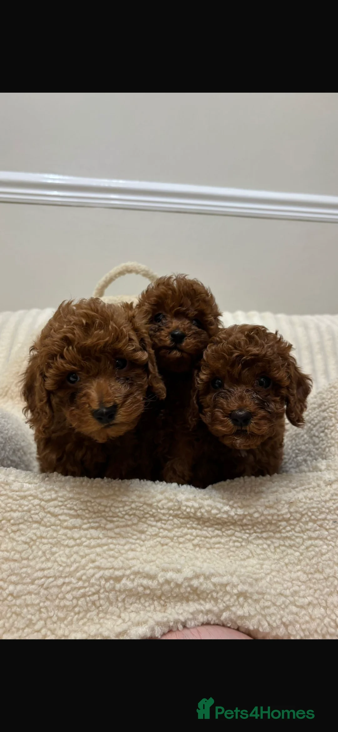 Miniature Poodle dogs for sale: Miniature poodles  in Gravesend - Advert 12