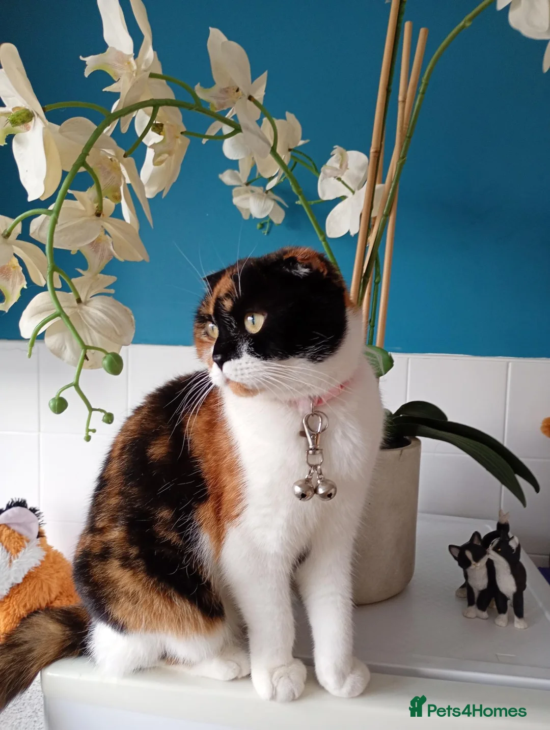 Mixed Breed cats for sale: FREE Pairs Kittens& cats spayed chipped - Advert 1