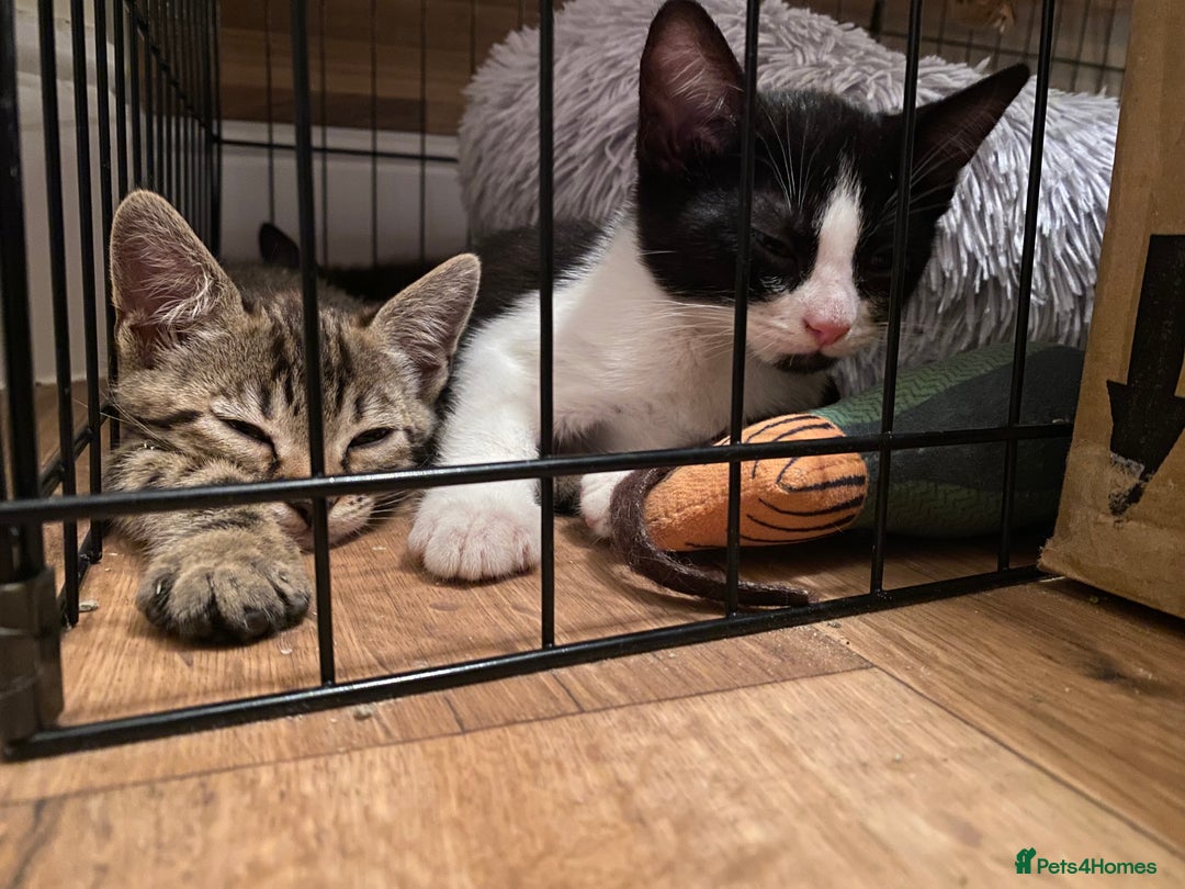 Mixed Breed cats for sale: 4 beautiful kittens, Bengal & British shorthair - Image 5
