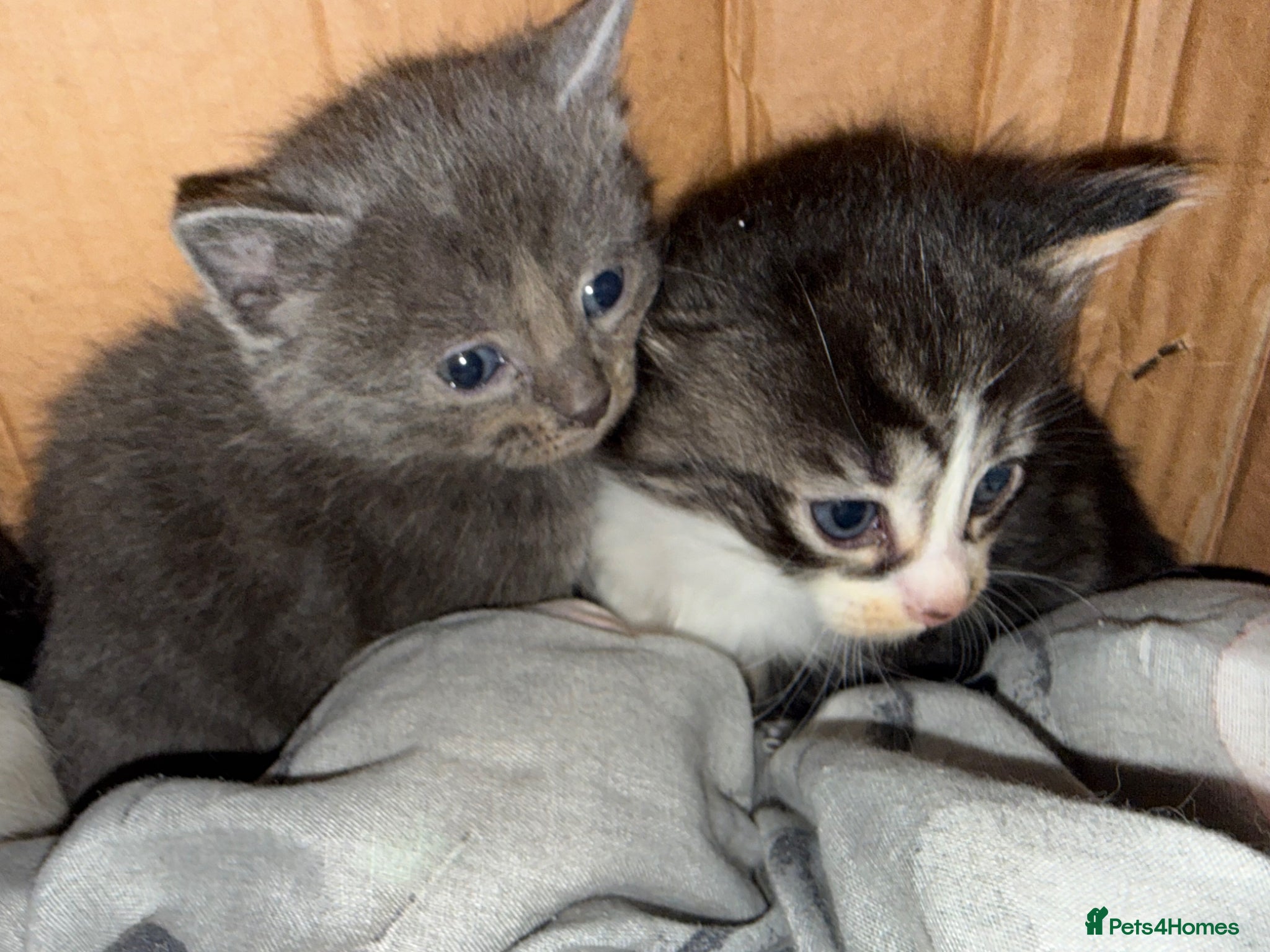 Mixed Breed cats Ragdoll x calico  - Advert 1
