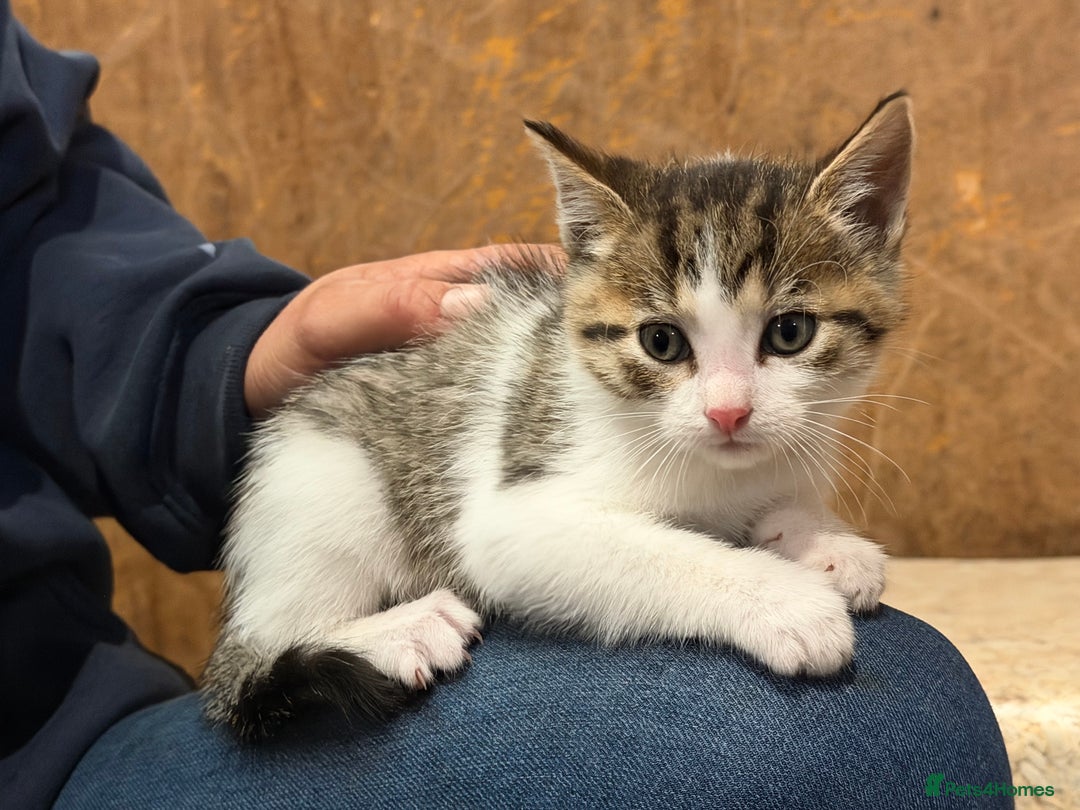 Domestic Shorthair cats for sale: 6 gorgeous kittens - Image 3
