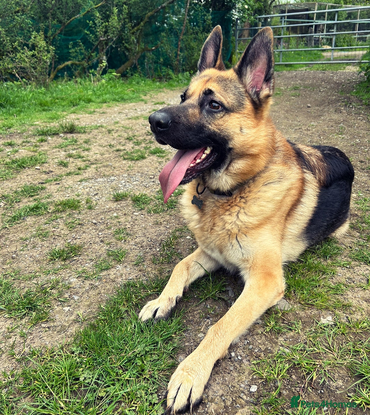 German Shepherd dogs 4 year old Male German Shepard  - Advert 1
