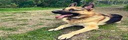 German Shepherd dogs for sale: 4 year old Male German Shepard  - Advert 1