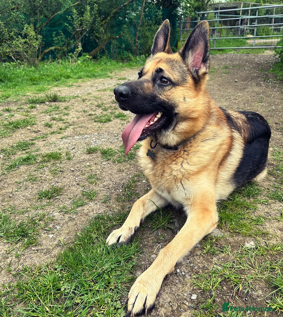 German Shepherd dogs for sale: 4 year old Male German Shepard  - Advert 1
