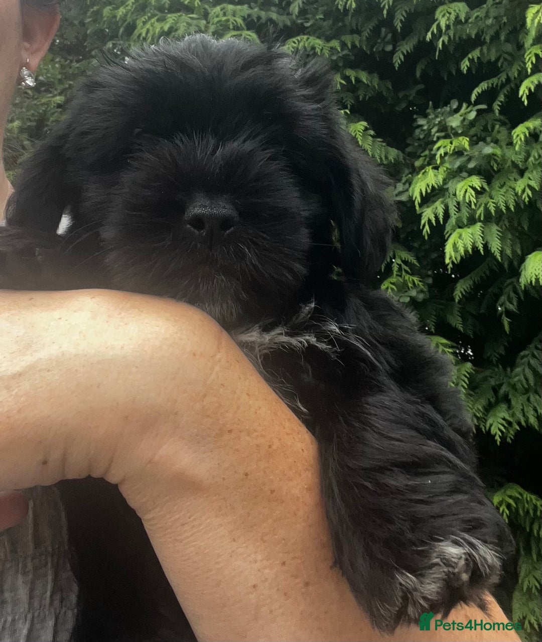 Shorkie dogs for sale: 6 Shorkie  - Image 1