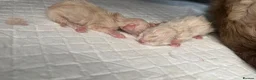 Ragdoll cats for sale: Active breeding / show / pet ragdolls - Advert 2