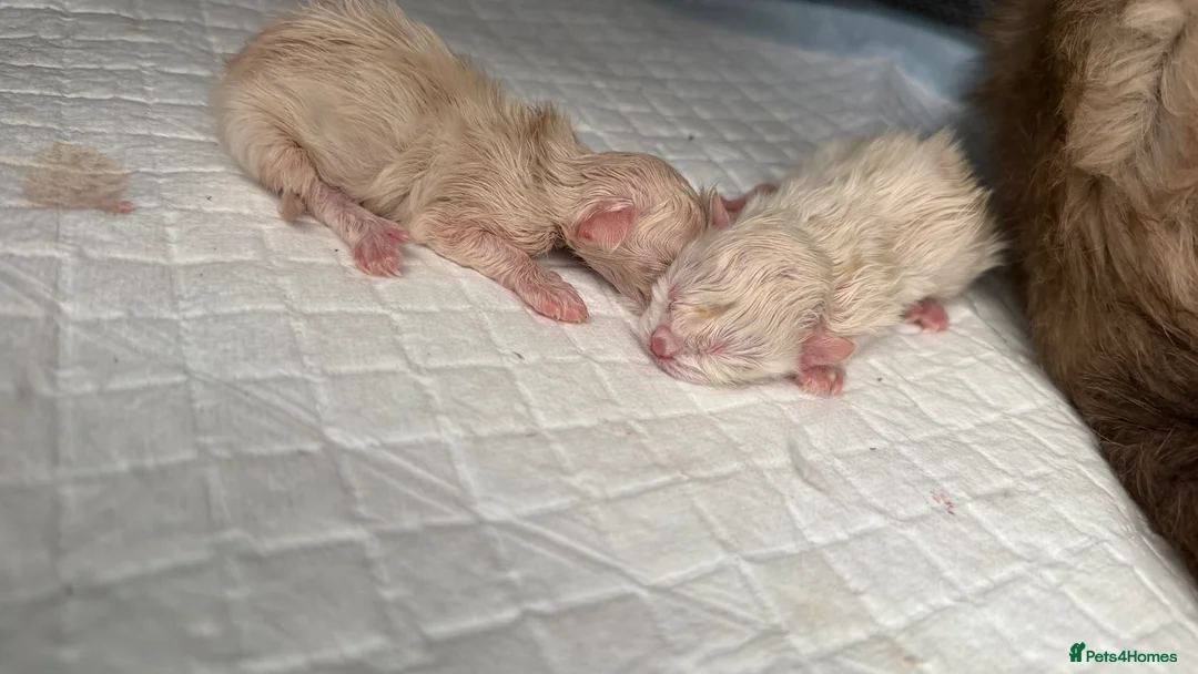 Ragdoll cats for sale: Active breeding / show / pet ragdolls - Advert 2