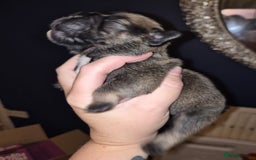 Mixed Breed dogs for sale:  Female Hybrid Bulldog Pups - Image 8