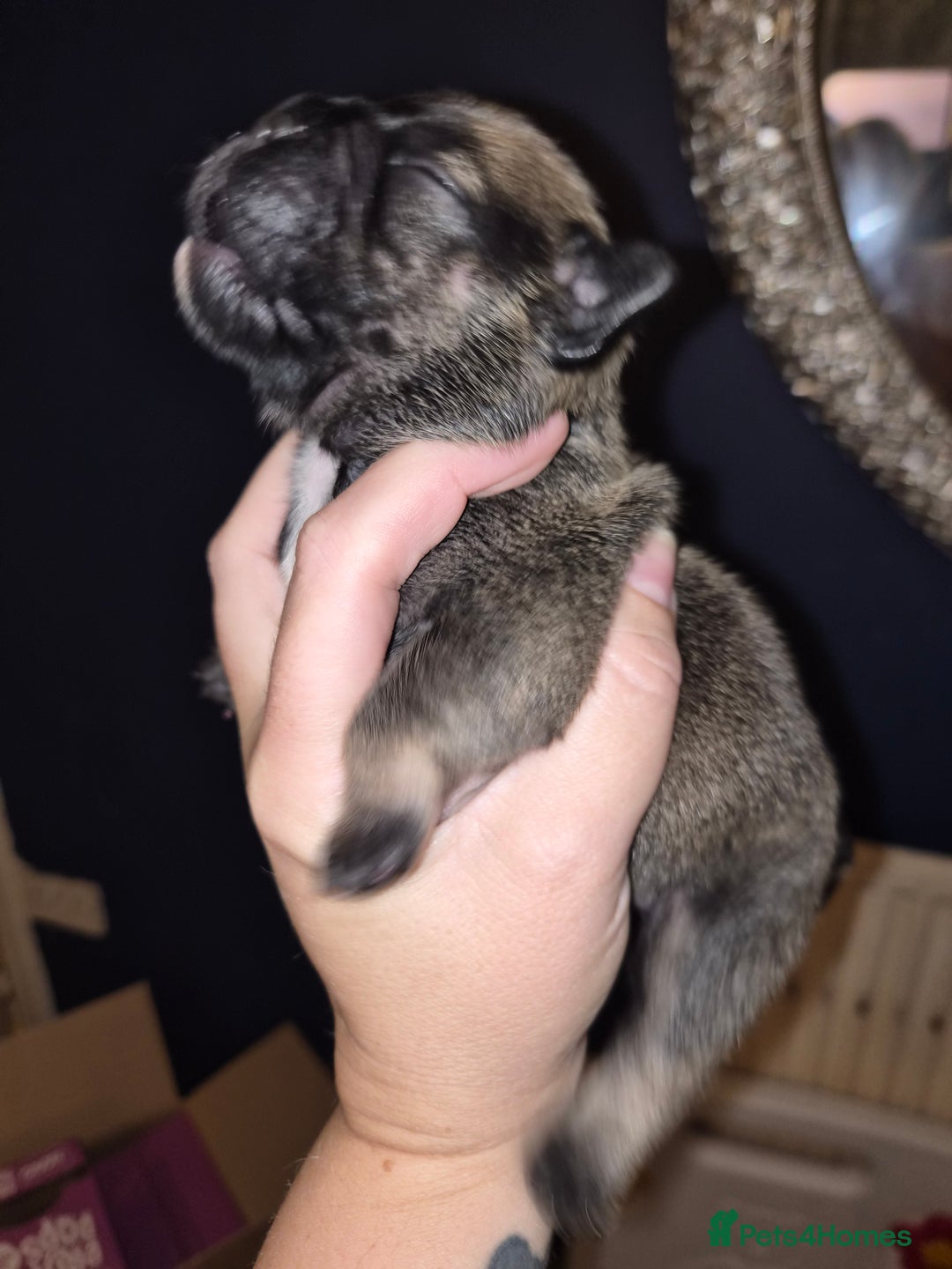 Mixed Breed dogs for sale:  Female Hybrid Bulldog Pups - Image 8