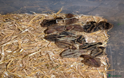 Chickens poultry for sale: Various unsexed chicks and Quails - Image 1