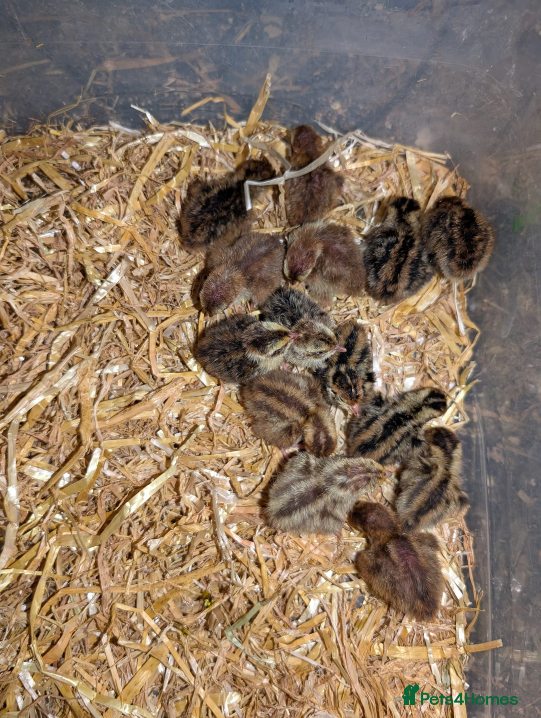 Chickens poultry for sale: Various unsexed chicks and Quails - Image 1