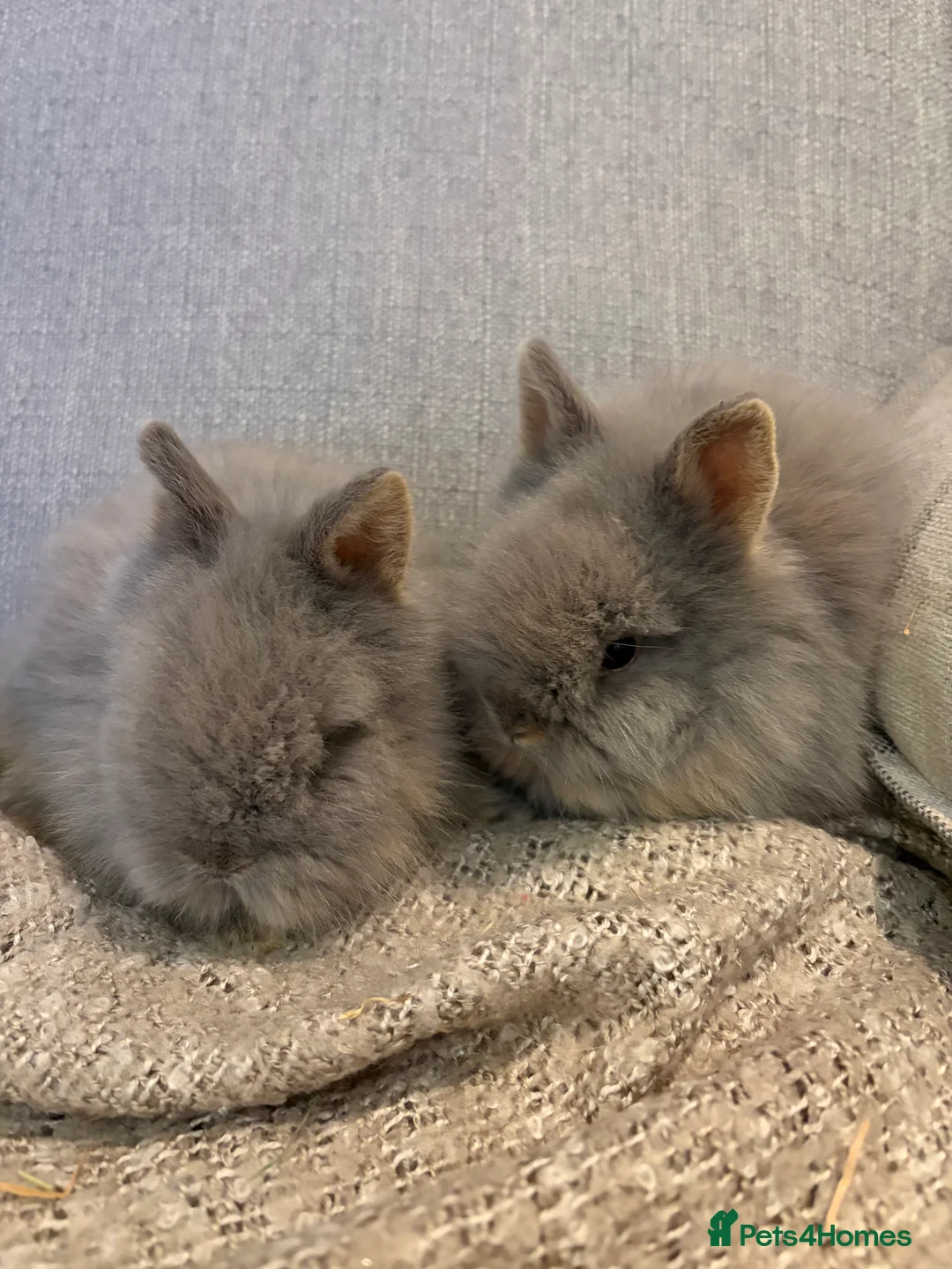 Lionhead rabbits for sale: Double mane lion head baby’s for sale  - Advert 18