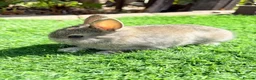 Netherland Dwarf rabbits for sale: Pure Netherland Dwarf  - Advert 4