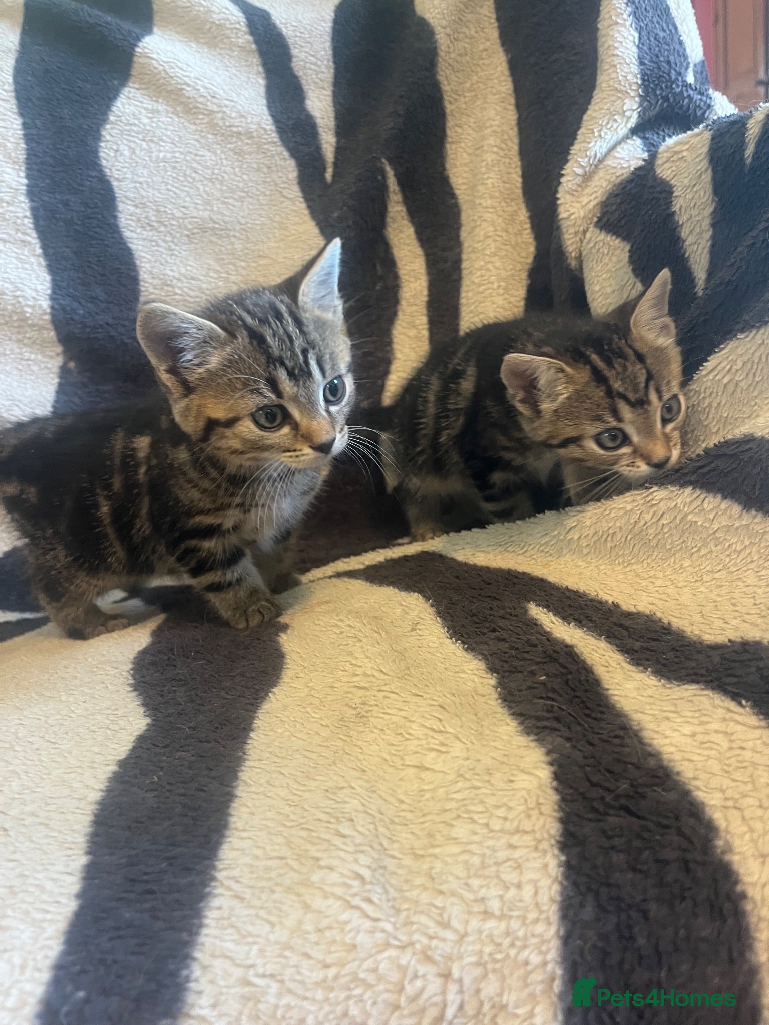 Mixed Breed cats 5 Beautiful kittens available  - Advert 1