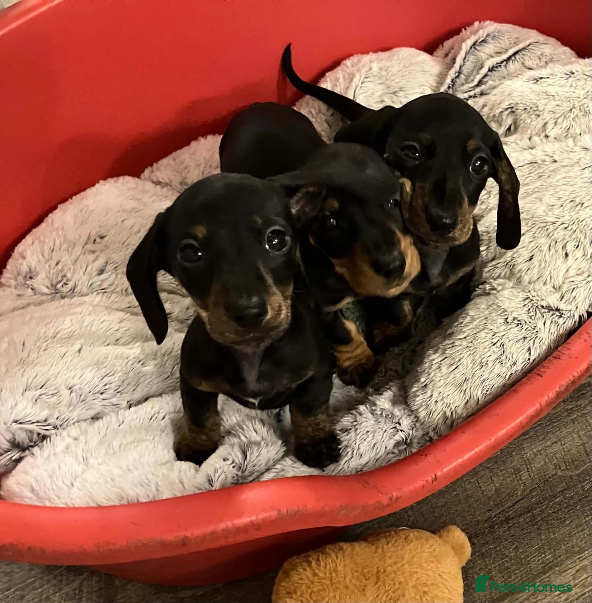 Miniature Dachshund dogs Dachshund Miniature Smooth Haired puppies - Advert 1