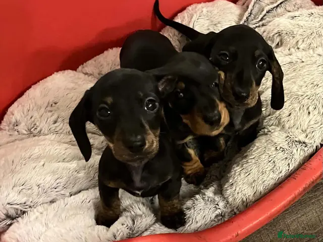 Miniature Dachshund dogs Dachshund Miniature Smooth Haired puppies - Advert 1
