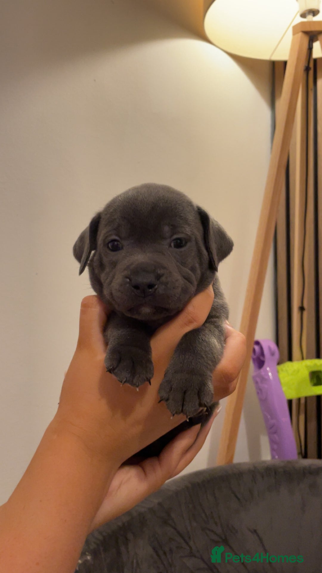 Staffordshire Bull Terrier dogs for sale: Beautiful Staffy puppies ready for a great home - Advert 6