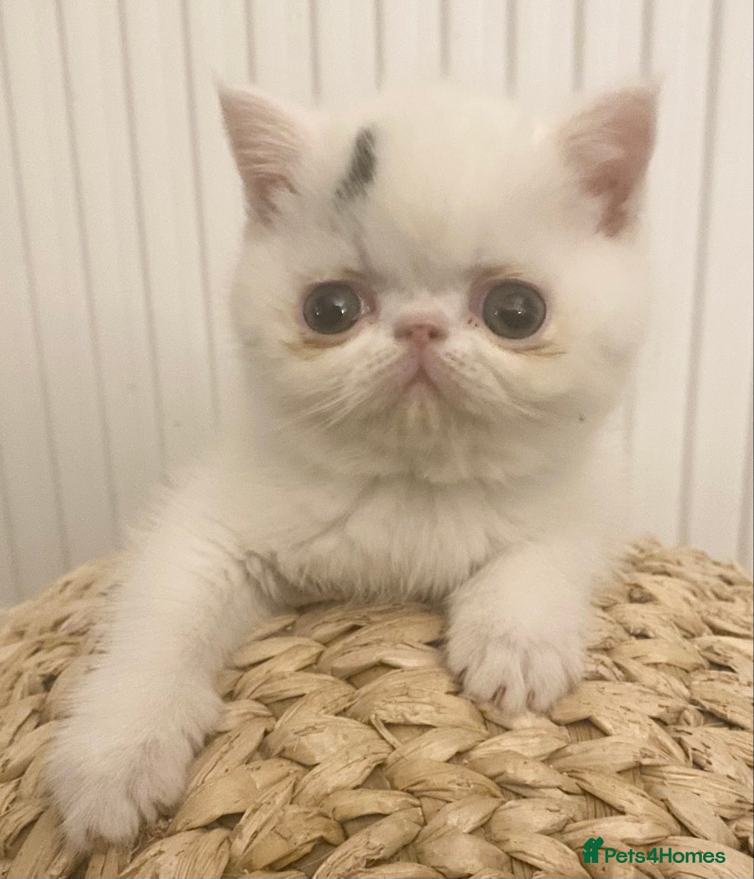 Exotic cats for sale: 🏆PREMIUM QUALITY KITTENS🏆 - Image 13