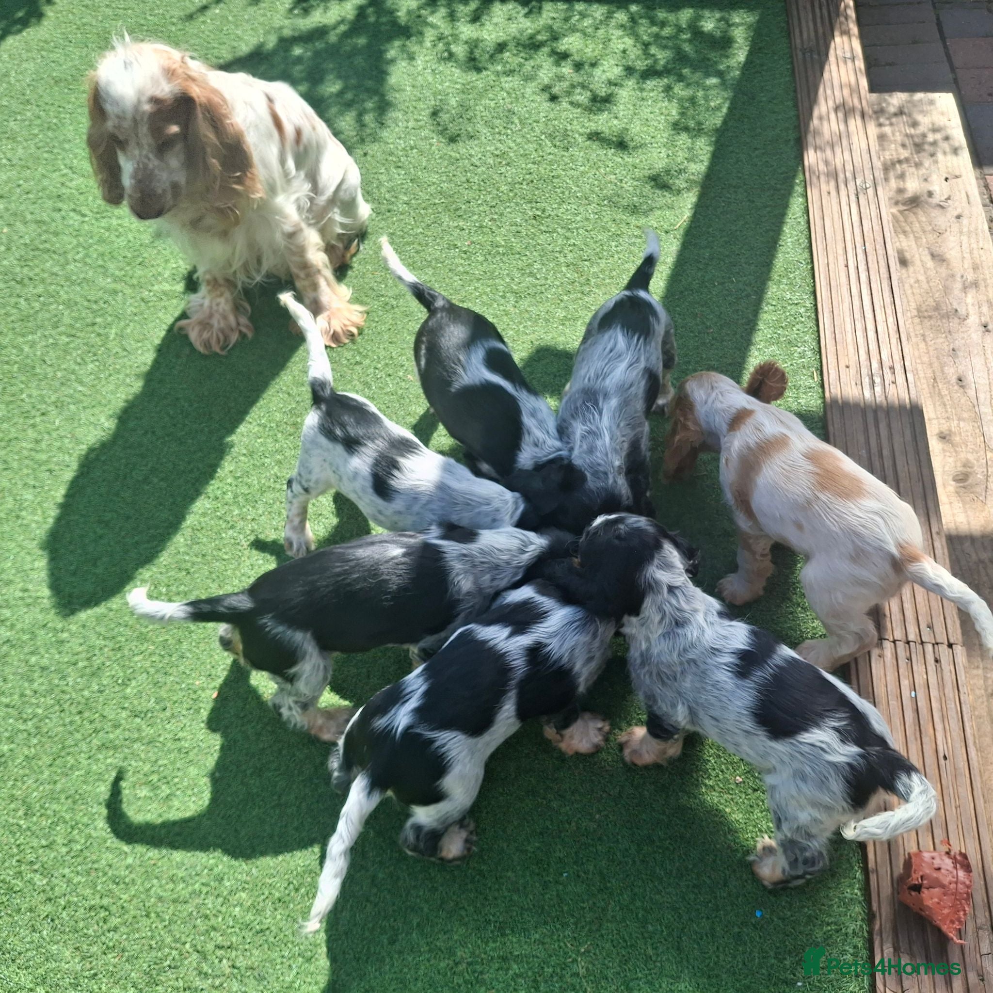 Cocker Spaniel dogs 🏡Last girl available, SHOW Cocker spaniels 🐶  - Advert 2