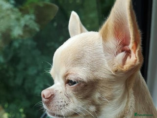 Chihuahua dogs in Aylesbury - Advert 14