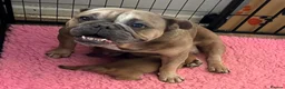 Mixed Breed dogs for sale: English Bull Chows in Basildon - Advert 11