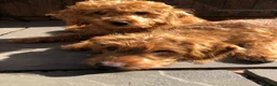 Labradoodle dogs for sale: keiras red fox miniature labradoodles  - Advert 4